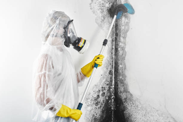 Reliable Cresson, PA Mold Removal Solutions